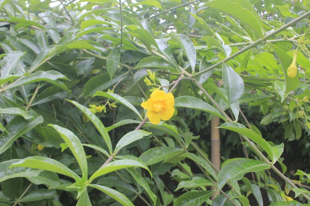 Umah De Arlika Ubud מראה חיצוני תמונה