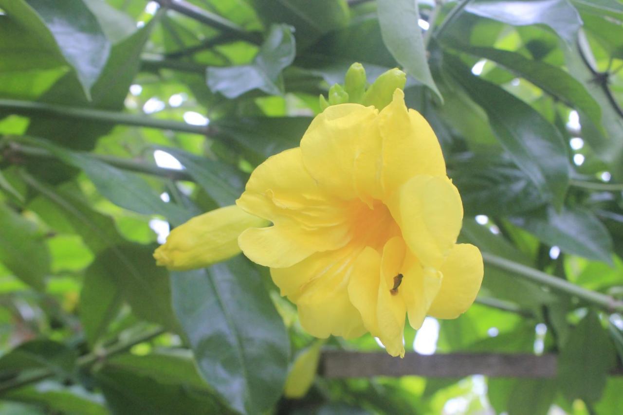 Umah De Arlika Ubud מראה חיצוני תמונה